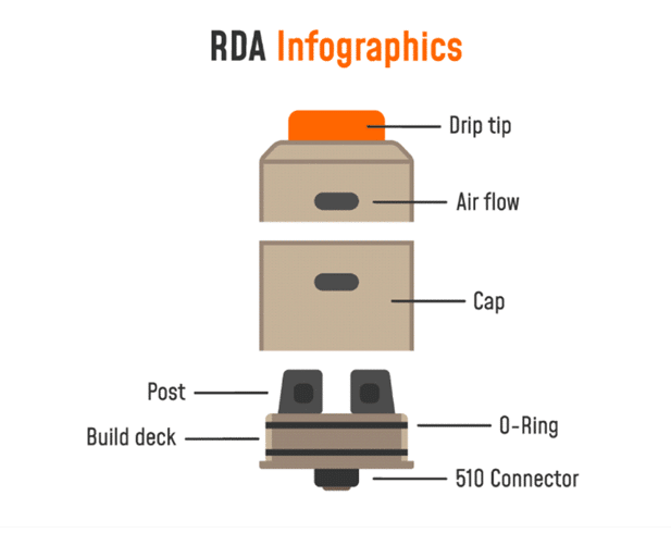 RDA anatomi