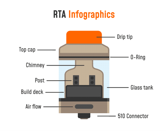 rta anatomie