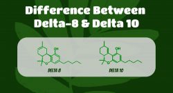 Delta 10 vs Delta 8