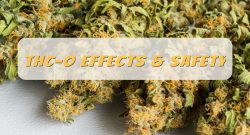 THC-O effects