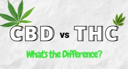CBD対THC