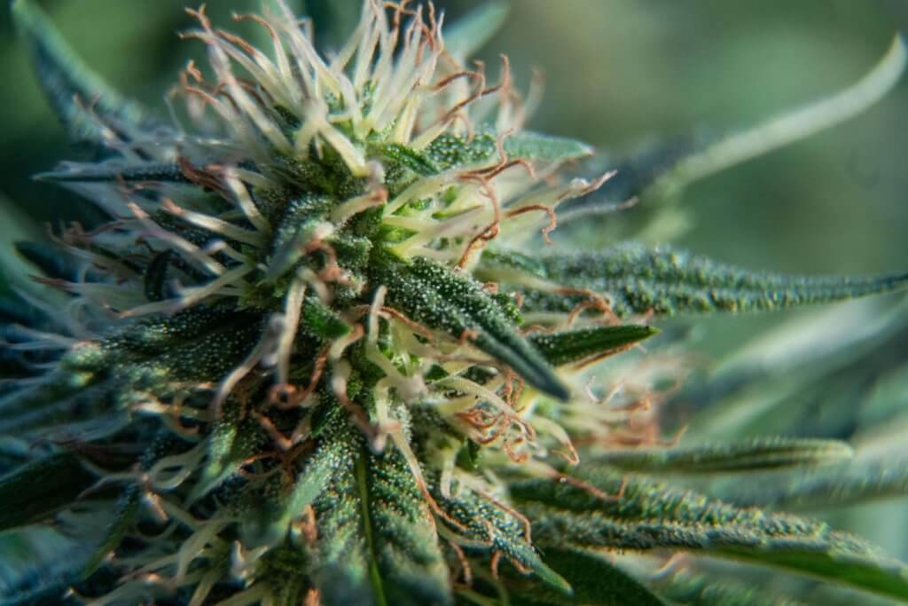 bloeifase van cannabis