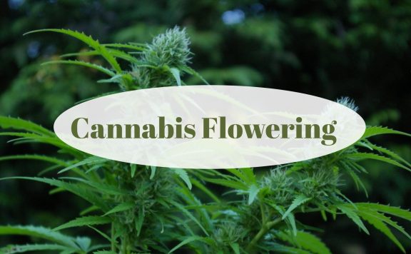 etapa de floració del cànnabis
