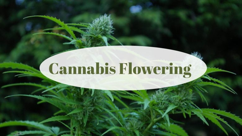 Blütephase von Cannabis