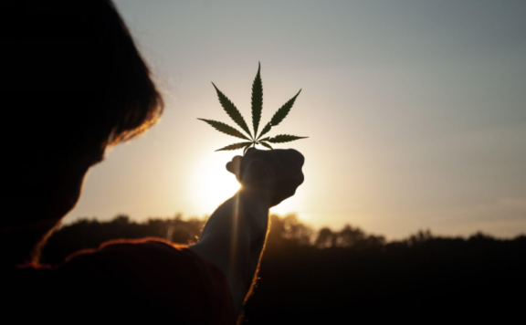 la Cannabis