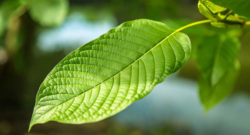 Kratom Could Be a Better Option