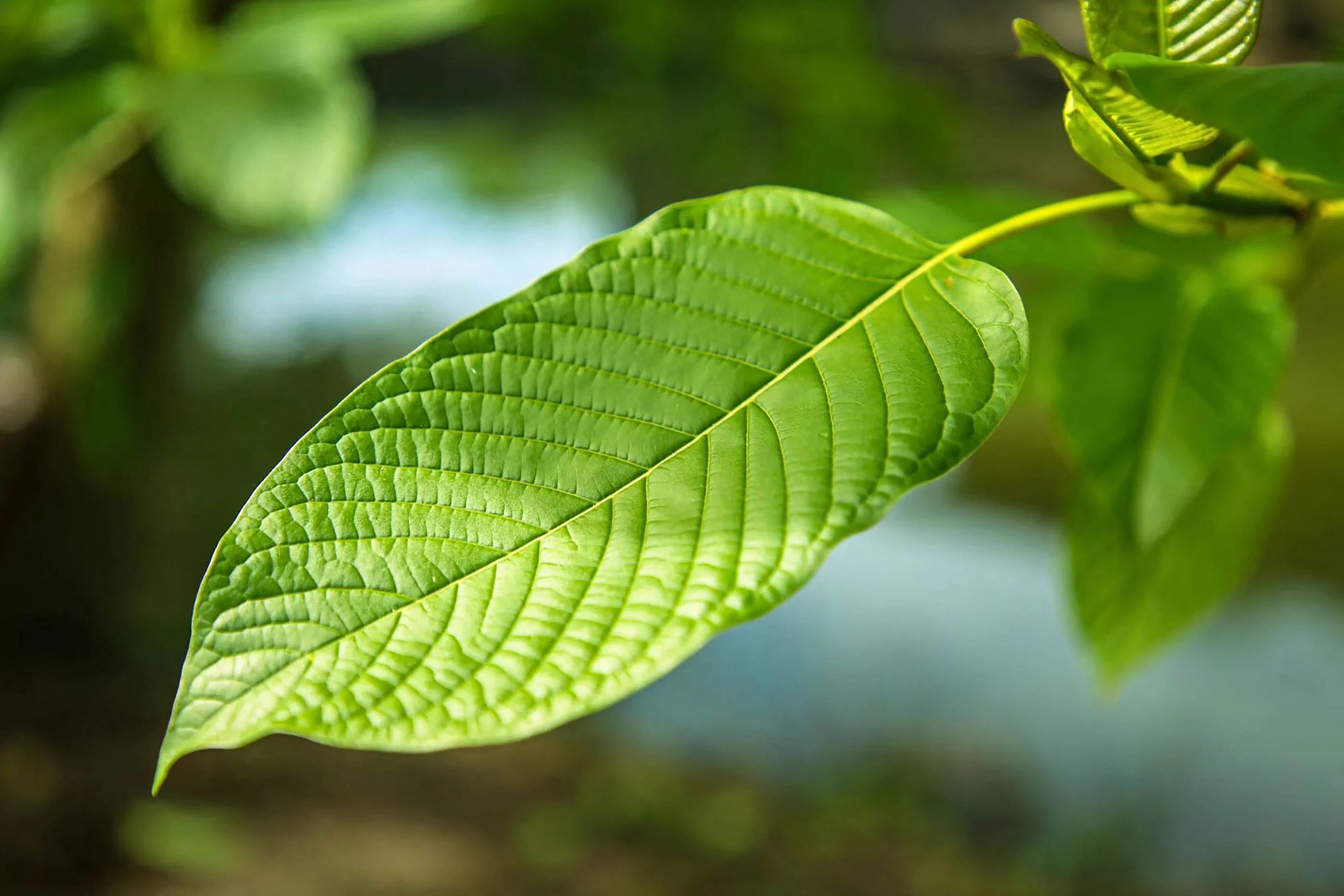 Kratom Could Be a Better Option