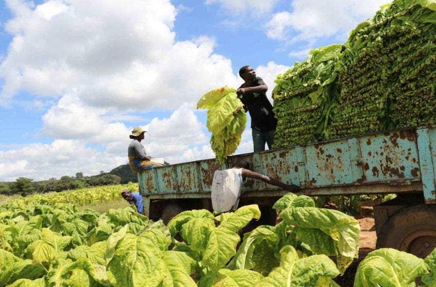 Tobacco