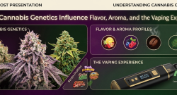 cannabis genetics flavor aroma vaping