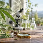 8 factors modern cannabis varieties genetics cover